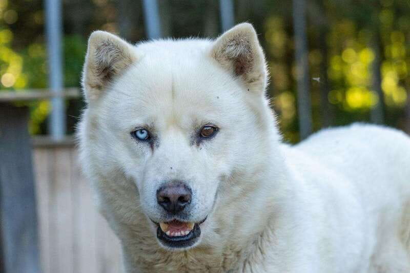 15 min. Tadoussac : Behind-the-Scenes Sled Dog Kennel Tour - What You’ll Remember Most