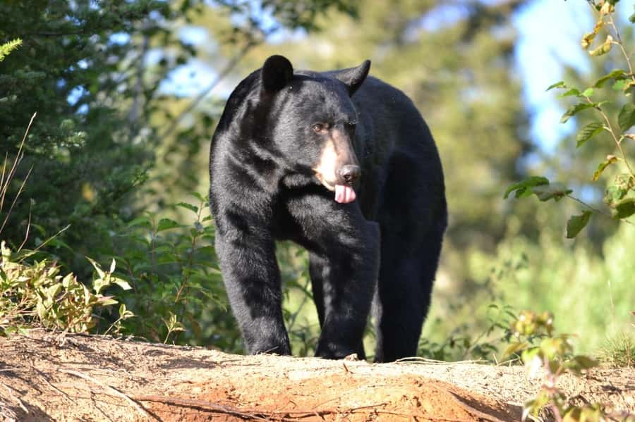 15 min. Tadoussac : Black Bear Observation with Expert Guide - Reaching the secure observation post