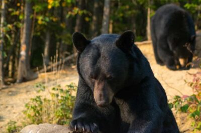 15 min. Tadoussac : Black Bear Observation with Expert Guide