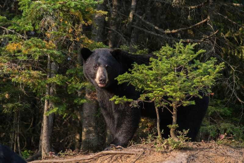 15 min. Tadoussac : Black Bear Observation with Expert Guide - When you might see a bear, and when you might not