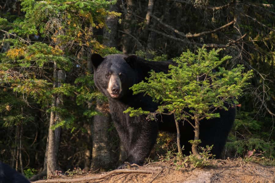 15 min. Tadoussac : Black Bear Observation with Expert Guide - Safety and animal-respect rules that shape your experience