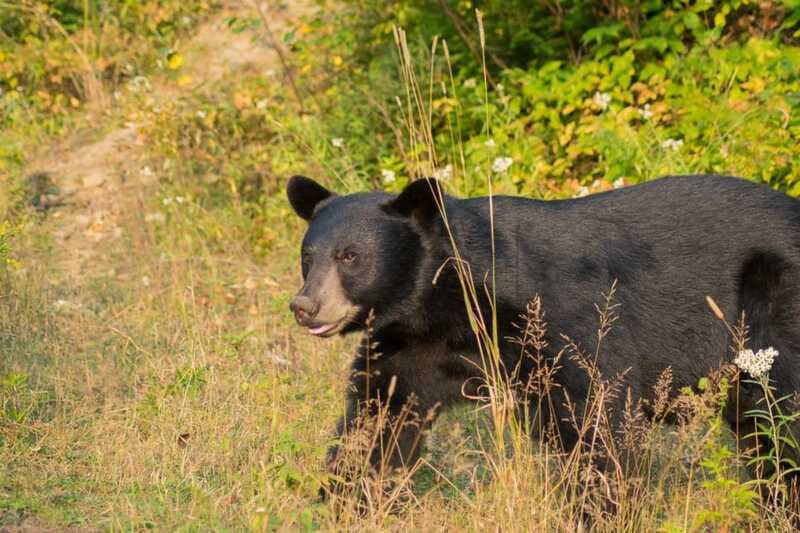 15 min. Tadoussac : Black Bear Observation with Expert Guide - What to bring: clothing, camera, and bug protection that works