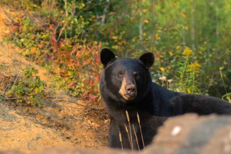15 min. Tadoussac : Black Bear Observation with Expert Guide - Timing, group flow, and how to get the most out of your 2 hours