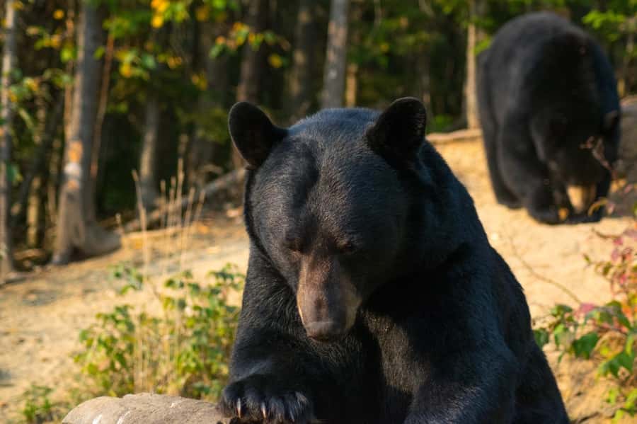 15 min. Tadoussac : Black Bear Observation with Expert Guide - The 5-minute bus ride, then a 5-minute walk into the quiet