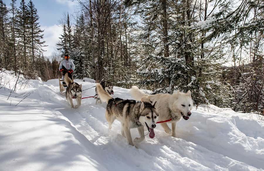 15 min. Tadoussac : Dog Sled Excursion in Saguenay Fjord - Tadoussac to Saguenay Fjord, 15 Minutes to the Dogs