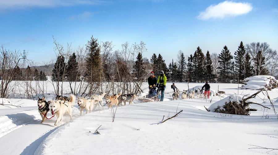 15 min. Tadoussac : Dog Sled Excursion in Saguenay Fjord - Training and kennel time, before the sled moves