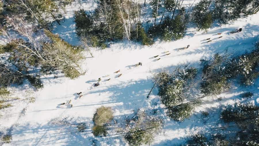 15 min. Tadoussac : Dog Sled Excursion in Saguenay Fjord - Driving your own sled in the Boreal Adventure