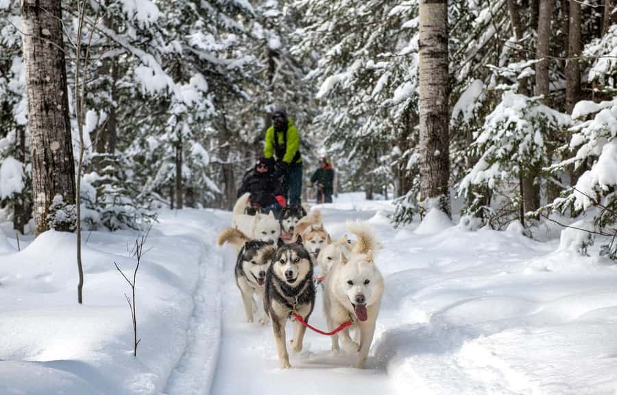 15 min. Tadoussac : Dog Sled Excursion in Saguenay Fjord - Family Night Ride, soft guiding light and quieter nature sounds