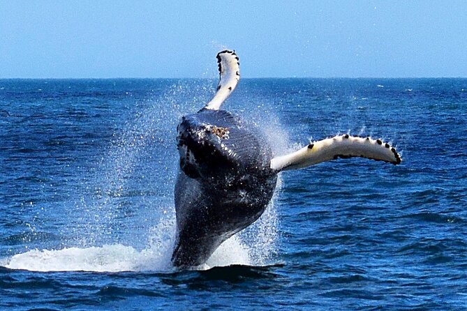 2 Hour Award-Winning Whale and Seabird Boat Tour from St. John's - Heated cabin comfort and how to dress for the North Atlantic mood