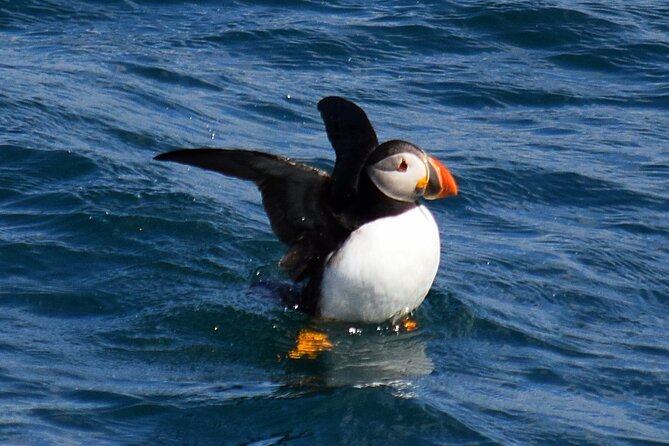 2 Hour Award-Winning Whale and Seabird Boat Tour from St. John's - Blackhead Sea Caves and seabird watching at its most active