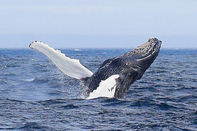 2 Hour Award-Winning Whale and Seabird Boat Tour from St. John's - St. John’s harbor and the Outer Battery: your first views of the city’s character