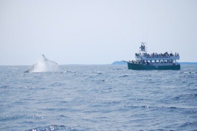 2 Hours Guided Whale and Bird Boat Tour in Bay Bulls