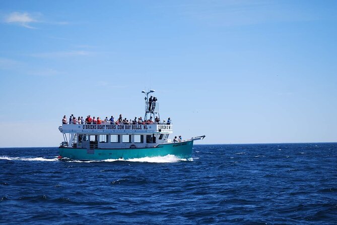 2 Hours Guided Whale and Bird Boat Tour in Bay Bulls - Price value: what you get included, and what costs extra