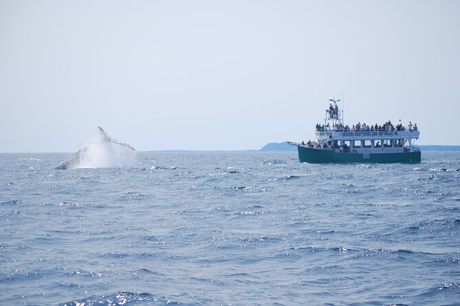 2 Hours Guided Whale and Bird Boat Tour in Bay Bulls - What the cruise route is really doing (Bay Bulls to the four islands)