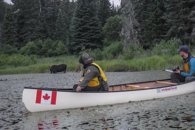 3 Day Algonquin Park Canoe Trip - Moose & Beaver Safari - Key things that make this Moose & Beaver safari worth your time