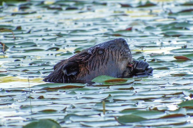 3 Day Algonquin Park Canoe Trip - Moose & Beaver Safari - First impression: how a 3-day canoe trip feels different in Algonquin