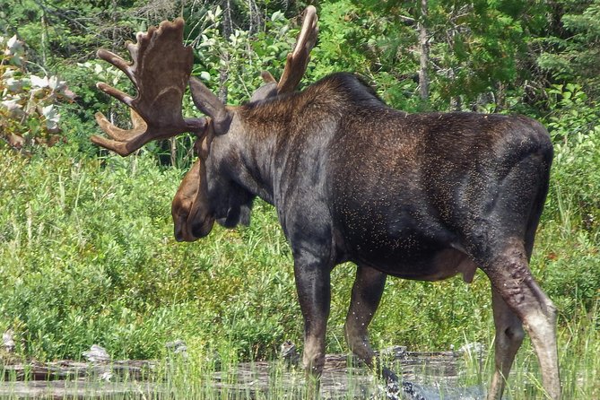 3 Day Algonquin Park Canoe Trip - Moose & Beaver Safari - Day 3: packing up, a memorable breakfast, and an easier return paddle
