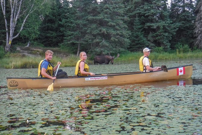3 Day Algonquin Park Canoe Trip - Moose & Beaver Safari - Day 1 on the water and in camp: learning the routine without the stress