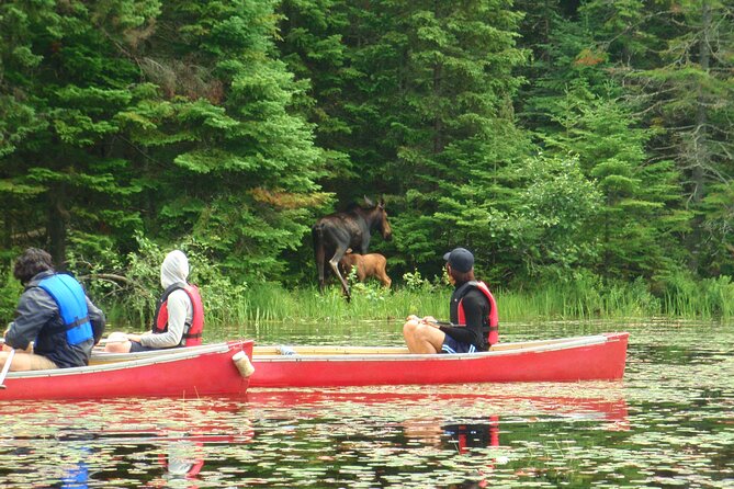 Algonquin Park 3-Day Deluxe Camping & Canoeing Adventure - Entering Algonquin by canoe, not by car