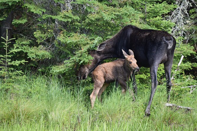 Algonquin Park 3-Day Deluxe Camping & Canoeing Adventure - Wildlife is wild, and so are the bugs