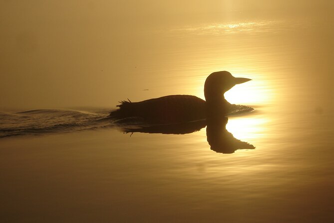 Algonquin Park 3-Day Deluxe Camping & Canoeing Adventure - Food and comfort: gourmet meals, plus real camping boundaries