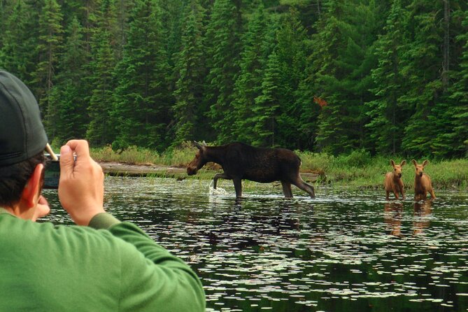 Algonquin Park 4-Day Deluxe Camping & Canoeing Adventure - Day 3: Moose-Minded Paddling and Hiking Plus an 85C Sauna Reset