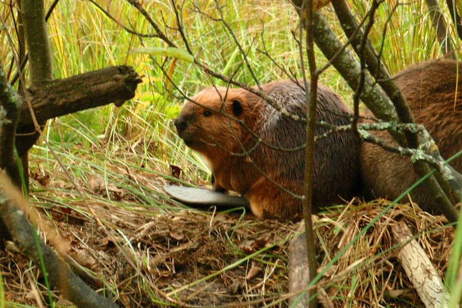 Algonquin Park 4-Day Deluxe Camping & Canoeing Adventure - Food and Comfort: Great Meals, and One Honest Reality About Camping