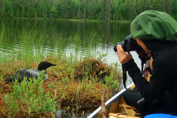 Algonquin Park 4-Day Deluxe Camping & Canoeing Adventure - Wildlife: Lectures, Searching Time, and the No-Guarantees Rule