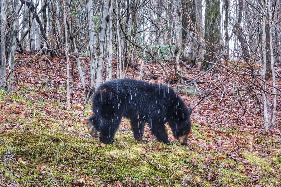 Algonquin Park: Adventure Tour from Toronto - Wildlife spotting: moose are a possibility, not a guarantee