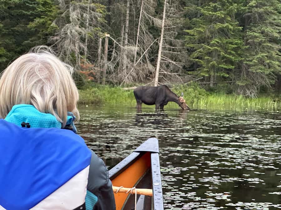 Algonquin Park: Deluxe 4-Day/3-night Canoeing/Camping - Why Algonquin canoe camping feels like stepping out of time