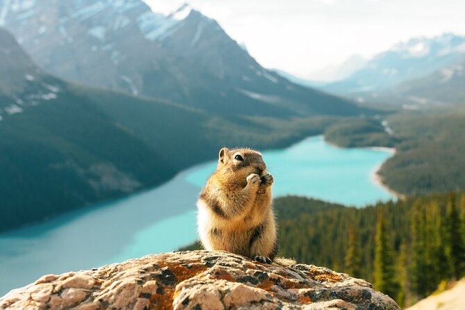 Along Icefields Parkway: Peyto Lake, Bow Lake & Columbia Icefield - Lunch at Saskatchewan River Crossing: A Solid Break, Expect Extra Cost