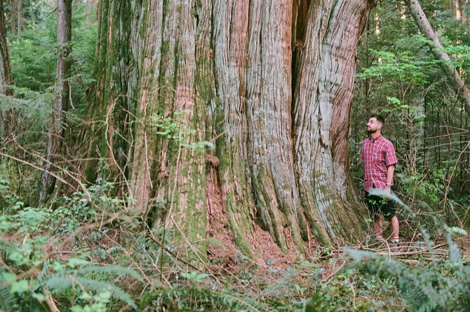 Ancient Trees of Vancouver Walking Tour - Price and value: what $56.33 buys you in an urban forest