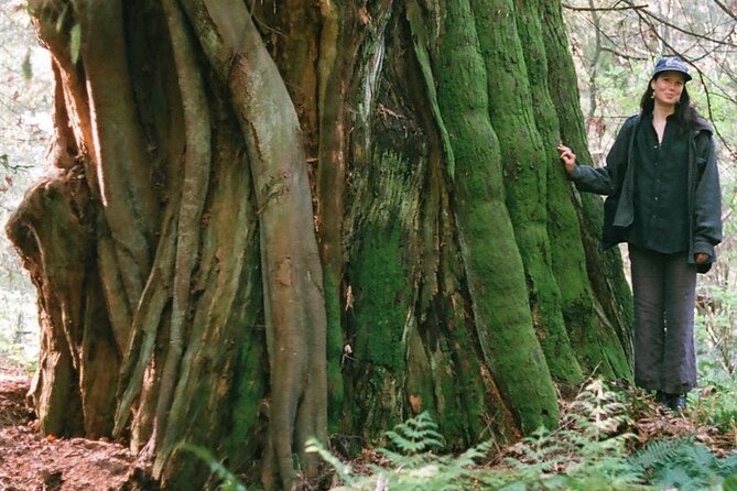 Ancient Trees of Vancouver Walking Tour - The Stanley Park highlights: cedars, firs, and the big maple you should hunt for