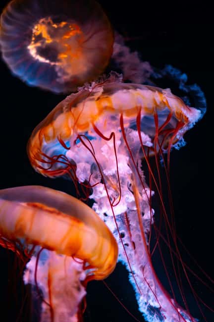 Aquarium & StanleyPark+20 Gem Spots+City/Vip Car+Small Group - Lions Gate Bridge from below, above, and the side