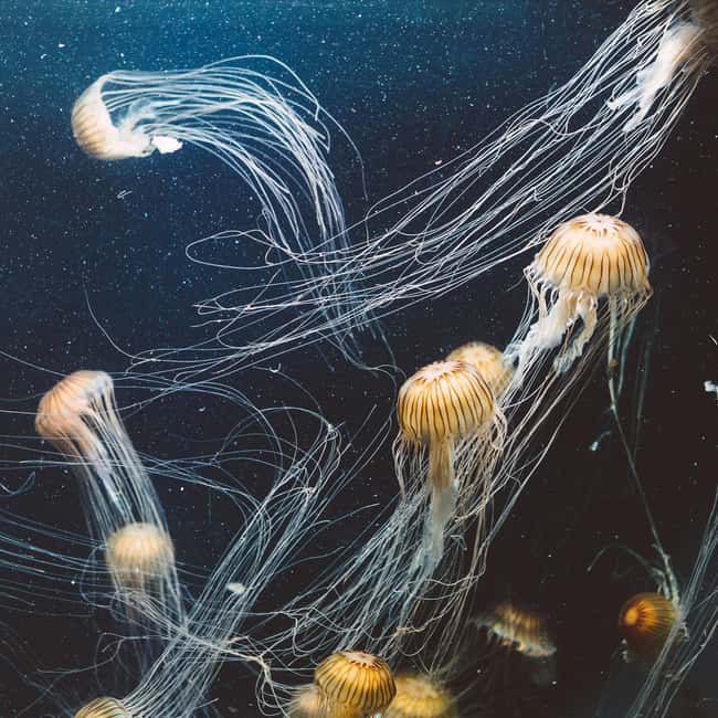 Aquarium & StanleyPark+20 Gem Spots+City/Vip Car+Small Group - Downtown Vancouver scenes: seaplanes, Coal Harbour, and Canada Place at the end