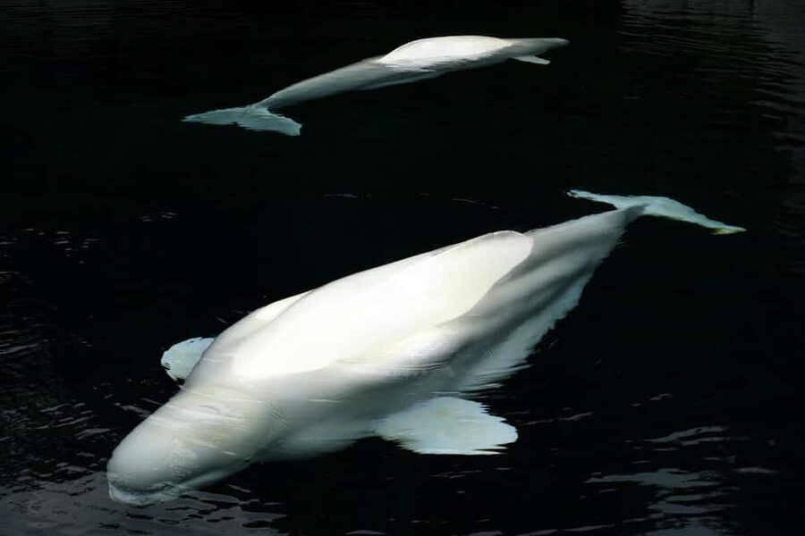 Aquarium & StanleyPark+20 Gem Spots+City/Vip Car+Small Group - Totem Park, the Hollow Tree, and Prospect Point viewpoints