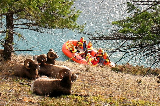 Athabasca River Easy Scenic Raft Trip - Jasper River Rafting, the 2-3 hour sweet spot