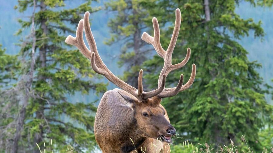 Banff/Canmore Moraine Lake & Lake Louise-Hike/Canoe/Sightsee - Comfort and group size: why the van matters