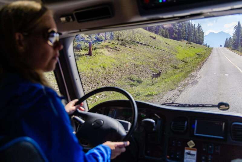 Banff: Evening Wildlife Safari Guided Tour - Key things I’d plan around