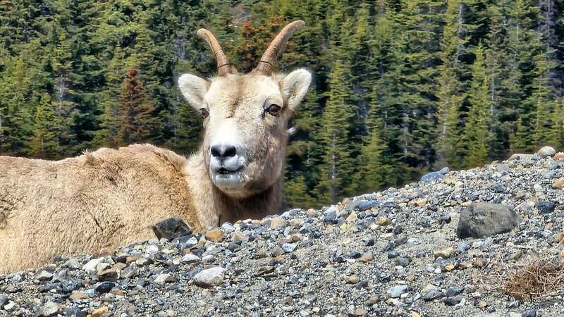 Banff: Evening Wildlife Safari Guided Tour - Your Guide’s Role, From Elk Spotting to Park Protection