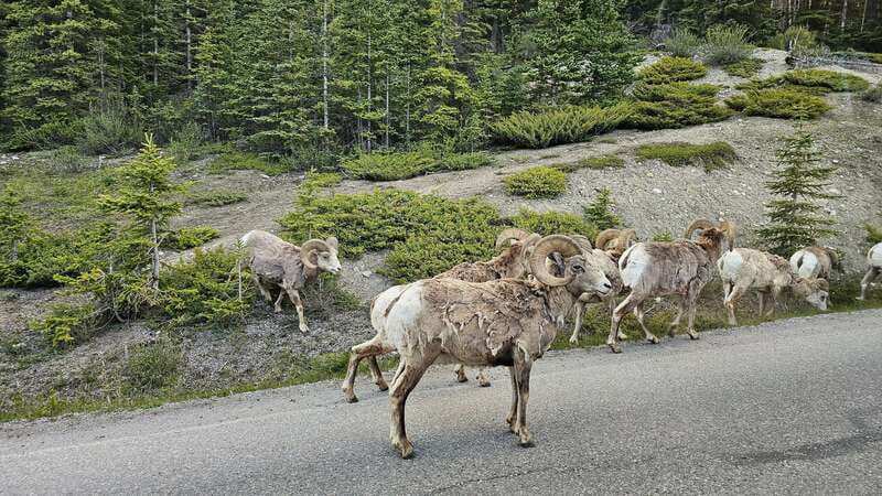 Banff: Evening Wildlife Safari Guided Tour - Wildlife Viewing in Banff National Park, What You Might See and How to Read the Night