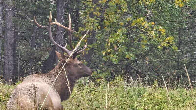 Banff: Evening Wildlife Safari Guided Tour - The Dusk Views Along the Bow Valley, Why Scenery Still Counts Here
