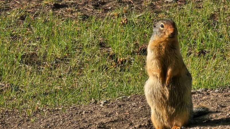 Banff: Evening Wildlife Safari Guided Tour - Conservation Stories You Actually Remember