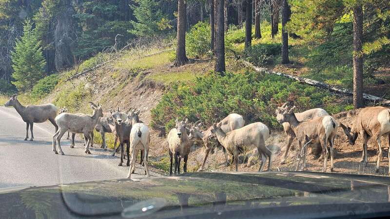 Banff: Evening Wildlife Safari Guided Tour - Price and Value, Why $55 for 2 Hours Can Make Sense