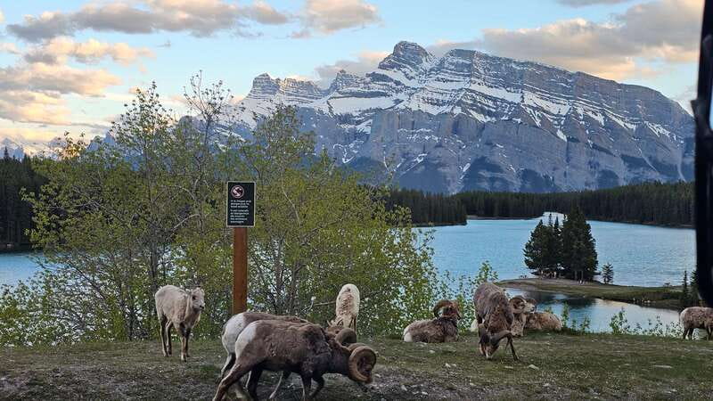 Banff: Evening Wildlife Safari Guided Tour - Who This Banff Wildlife Safari Is Best For