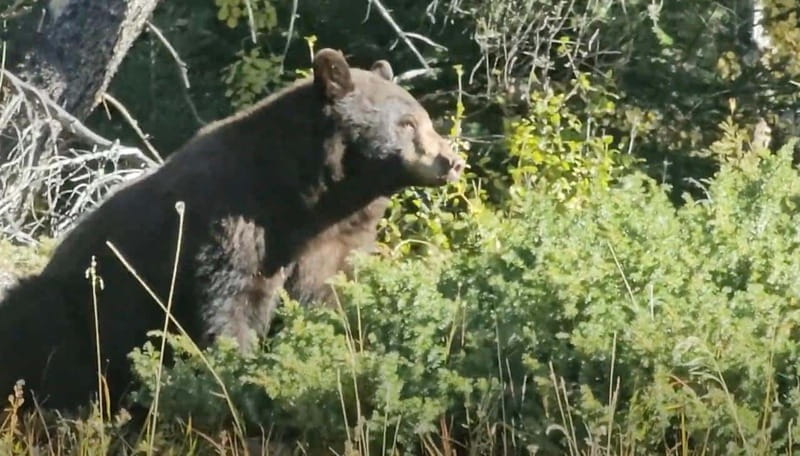 Banff: Evening Wildlife Safari Guided Tour - Getting There the Easy Way, and Why the Ride Matters