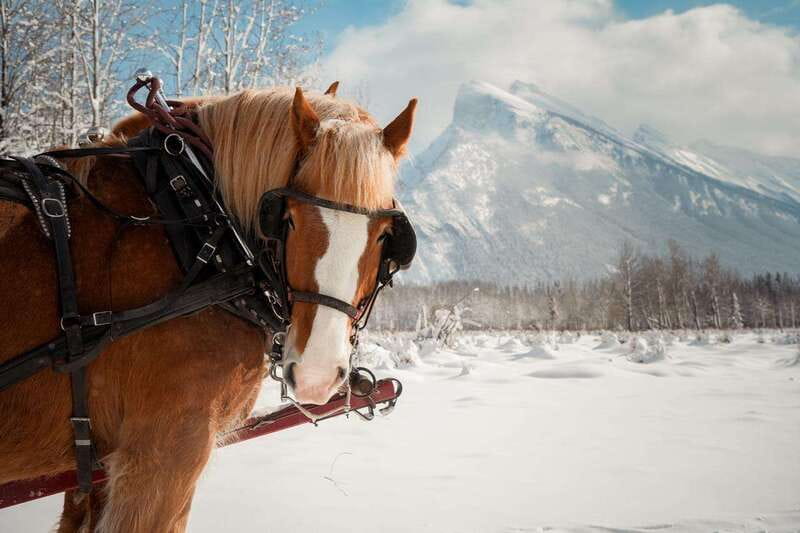 Banff: Family Friendly Horse-Drawn Sleigh Ride - The 40-minute ride: how the sleigh experience actually plays out