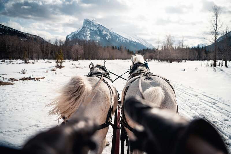 Banff: Family Friendly Horse-Drawn Sleigh Ride - Mountain views and wildlife: what to watch for during the ride
