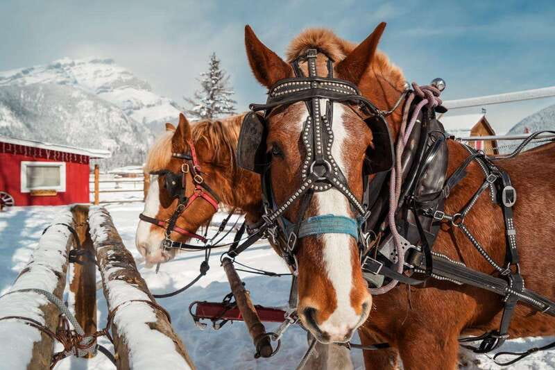 Banff: Family Friendly Horse-Drawn Sleigh Ride - Fireside warm-up: hot drinks, firepit comfort, and extra treats