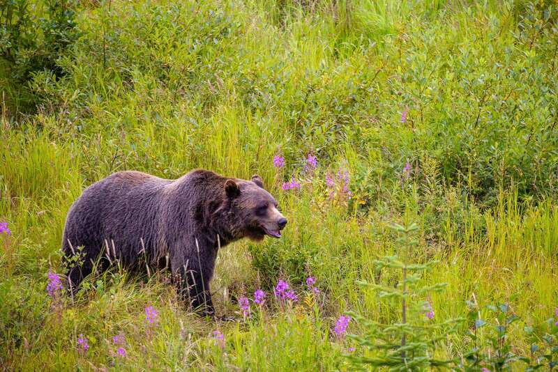 Banff: Grizzly Bear Refuge Tour with Lunch - Price and value: what $229 buys you in a single Rockies day